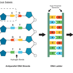 Transcription translation molecule replication