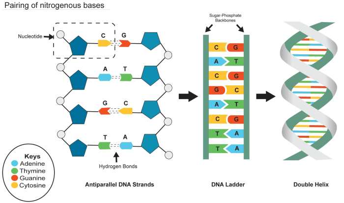 Transcription translation molecule replication