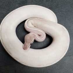 Purple mystic potion ball python