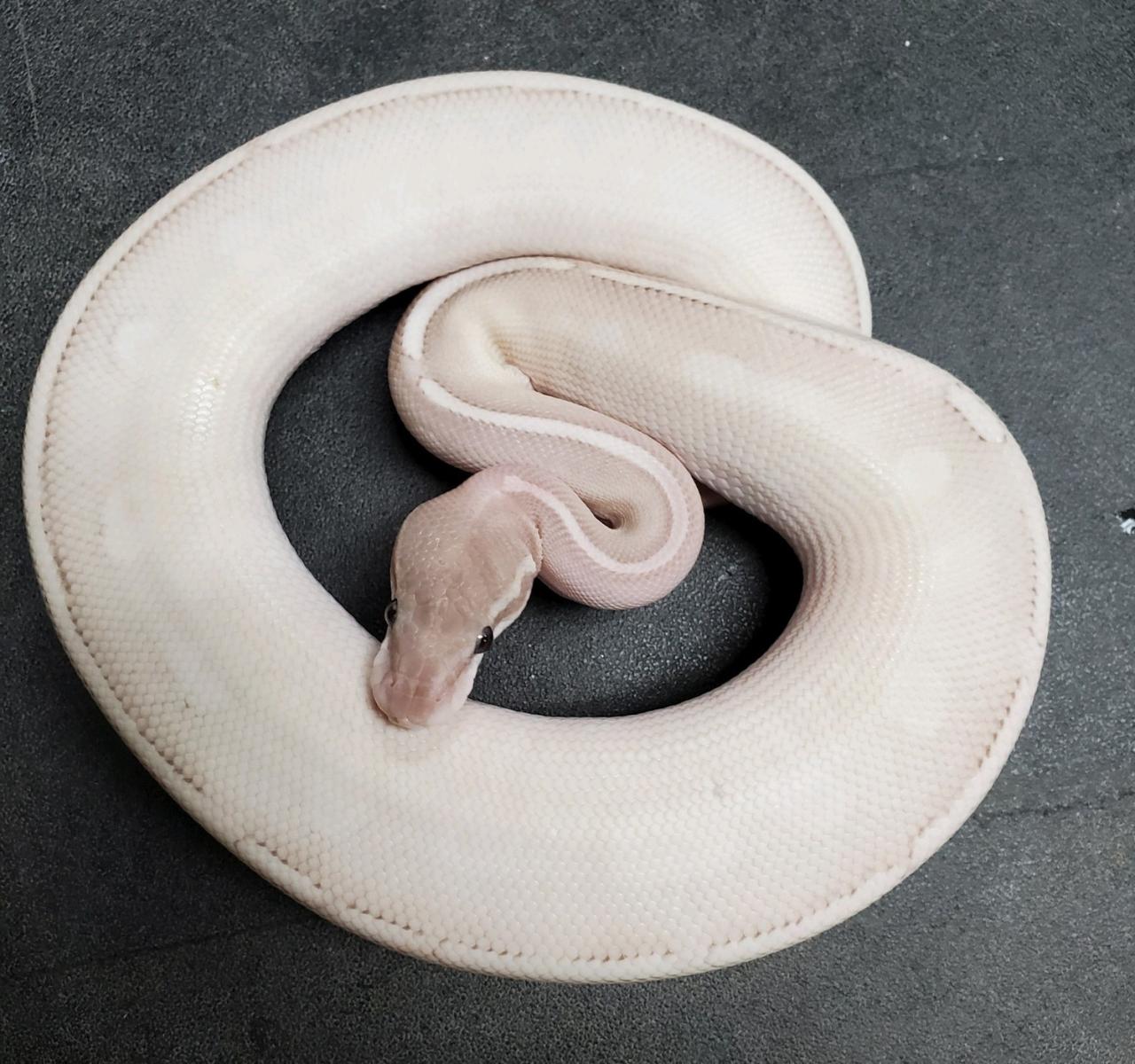 Purple mystic potion ball python