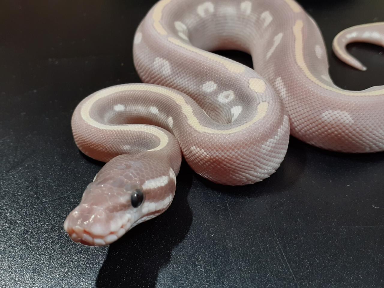 Purple mystic potion ball python