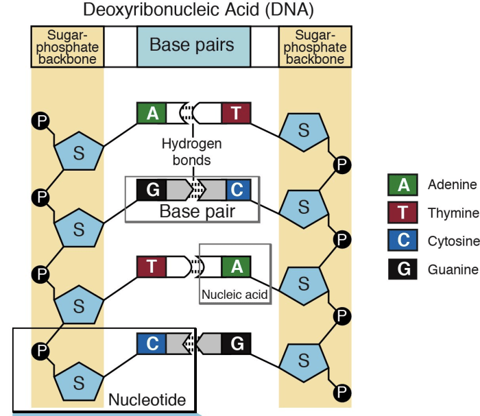 If a portion of a strand of dna bases reads