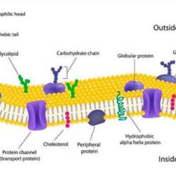 Membrane function pogil answers pdf