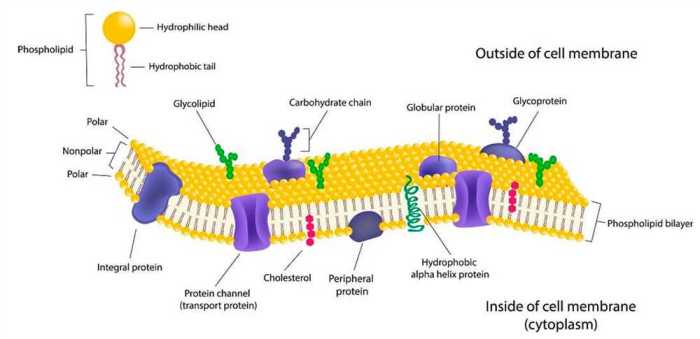 Membrane function pogil answers pdf