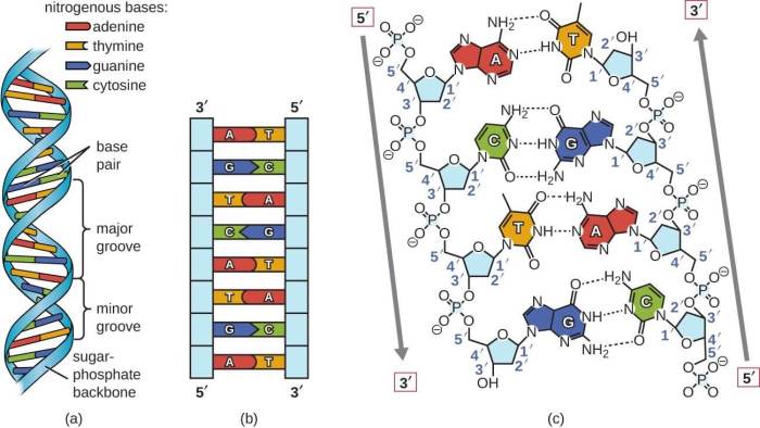 If a portion of a strand of dna bases reads