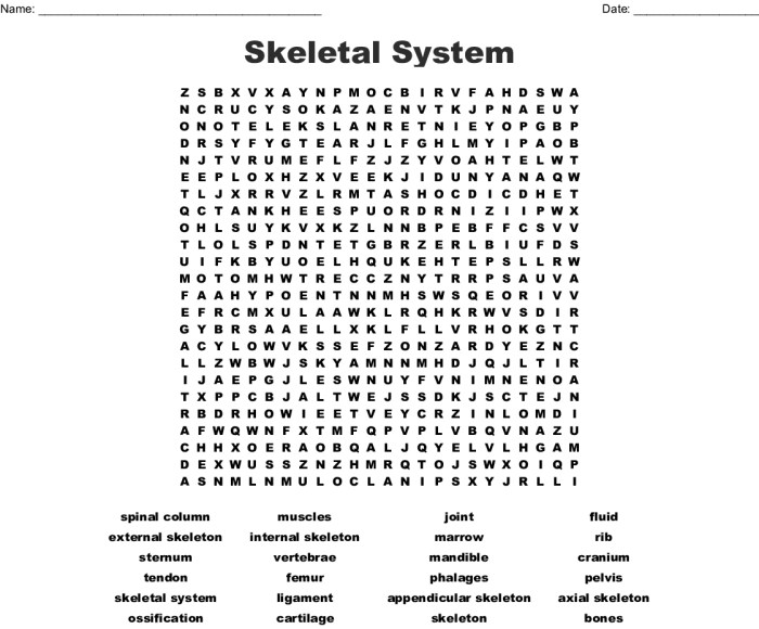 Skeletal system word search answer key