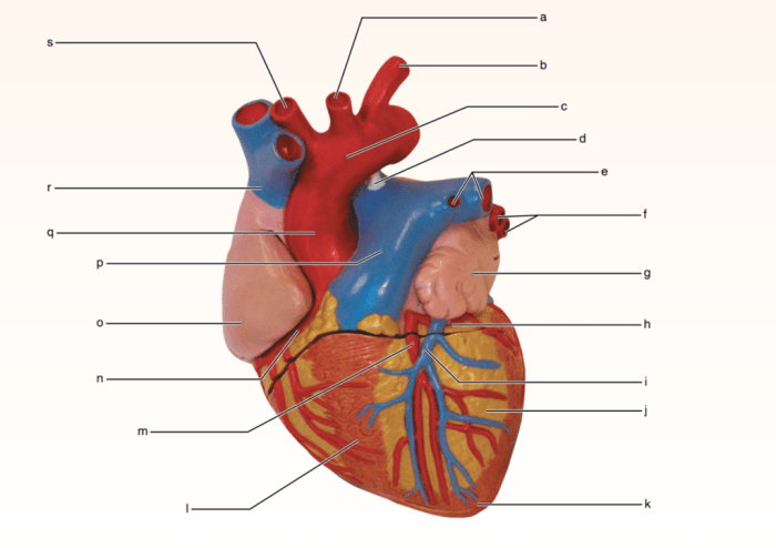 Exercise 30 review sheet anatomy of the heart