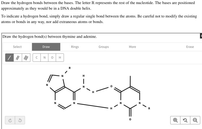 Draw the hydrogen bonds between thymine and adenine