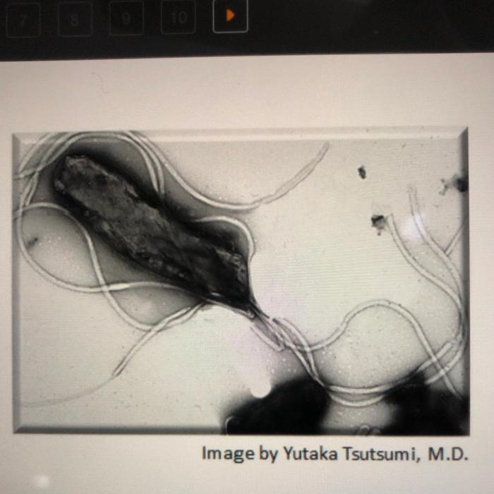 What is shown in the image prokaryote eukaryote chloroplast mitochondrion