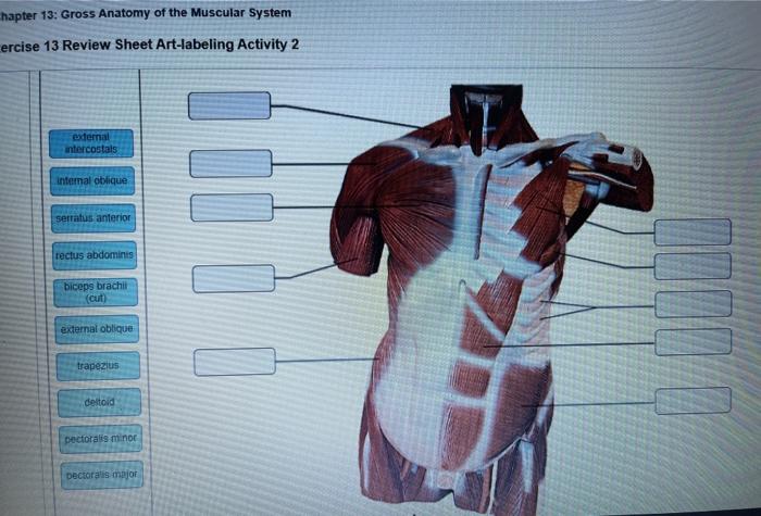 Anatomy blood companion