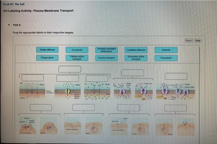 Art labeling activity plasma membrane transport