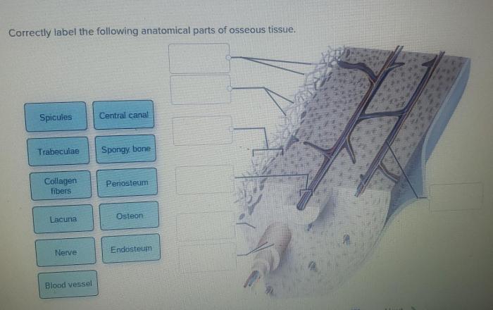 Label following parts anatomical correctly bone long transcribed text show