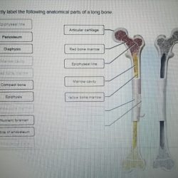 Correctly label the following anatomical parts of a long bone