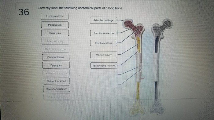 Correctly label the following anatomical parts of a long bone