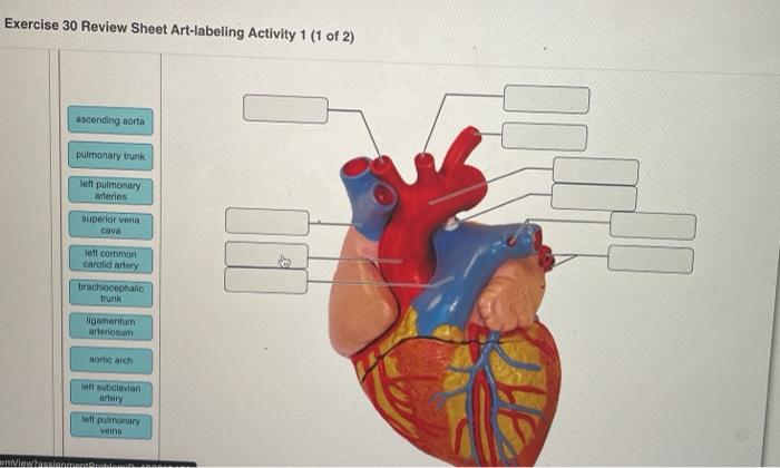 Exercise 30 review sheet anatomy of the heart