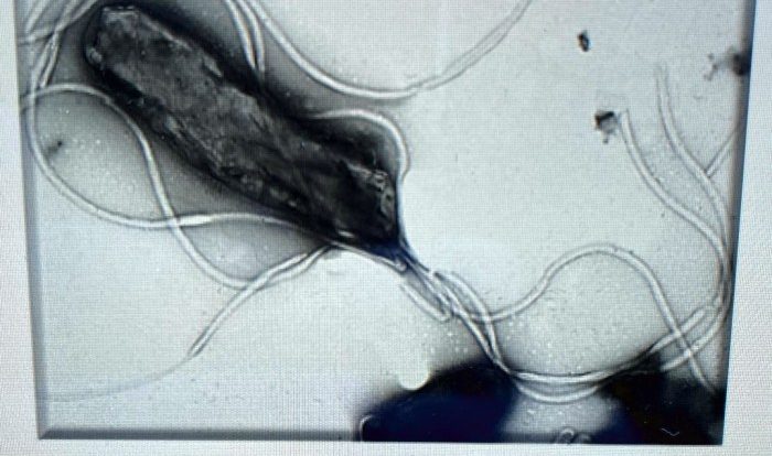 Organelles biology cells