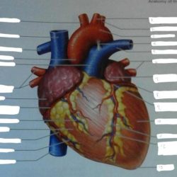 Exercise 30 review sheet anatomy of the heart