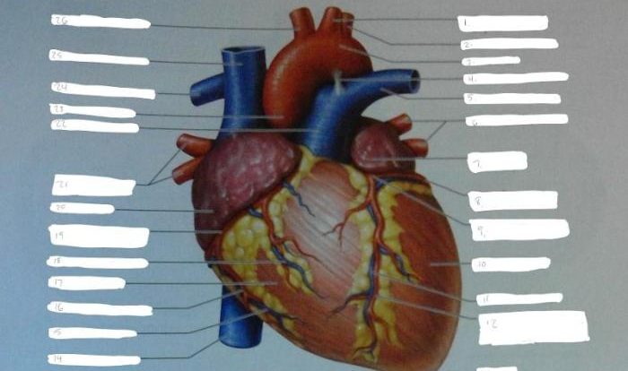 Exercise 30 review sheet anatomy of the heart