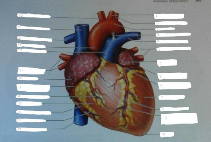 Exercise 30 review sheet anatomy of the heart