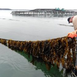 Sustaining the world with seaweed answer key