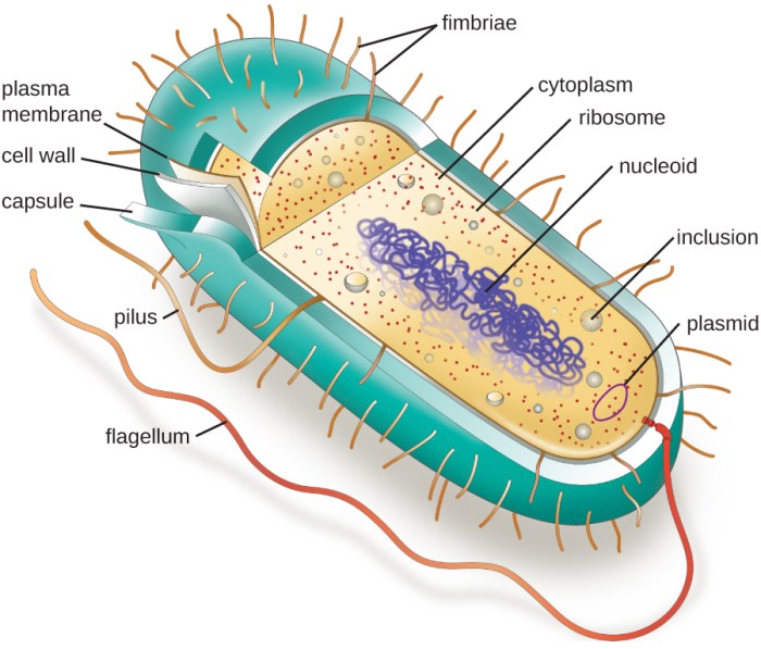 Cell mitochondrion biology organelle respiration structure eukaryotic cells which site surrounded mitochondria cellular cristae two organelles membranes definition atp plant