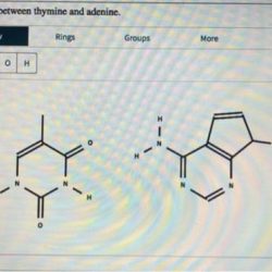 Hydrogen thymine draw bond between solved adenine answer problem been has