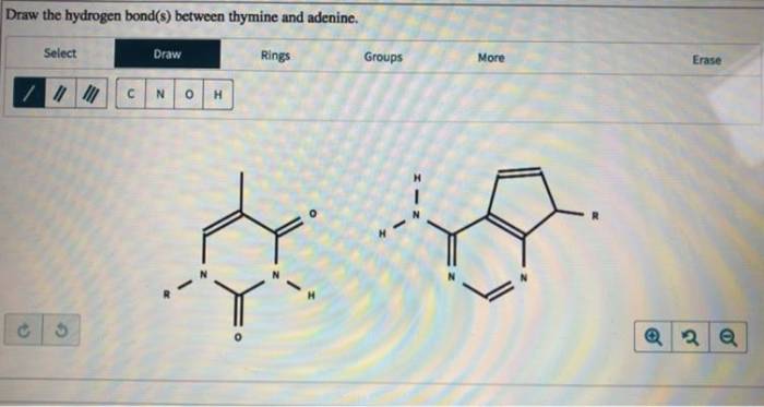 Hydrogen thymine draw bond between solved adenine answer problem been has