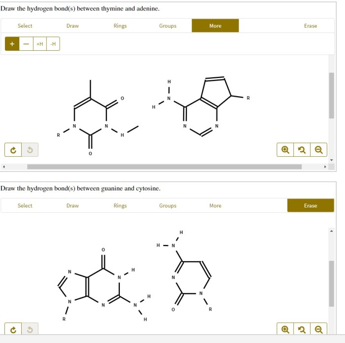 Draw the hydrogen bonds between thymine and adenine