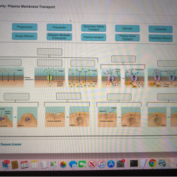 Art labeling activity plasma membrane transport