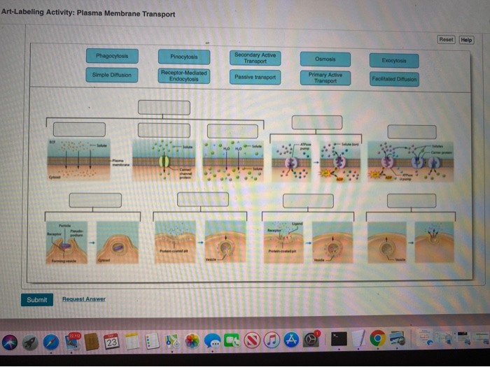 Art labeling activity plasma membrane transport