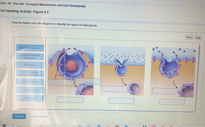 Art labeling activity plasma membrane transport