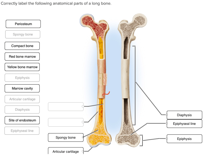 Correctly label the following anatomical parts of a long bone