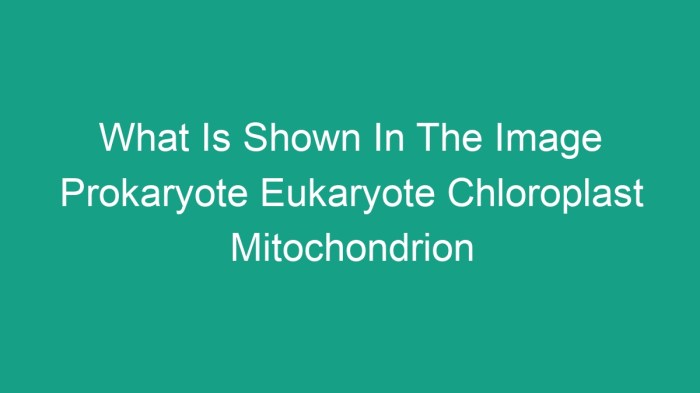 What is shown in the image prokaryote eukaryote chloroplast mitochondrion